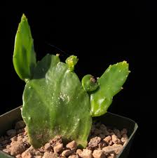 Image result for Brasiliopuntia