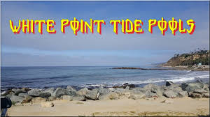 Maybe you would like to learn more about one of these? White Point Tide Pools Youtube