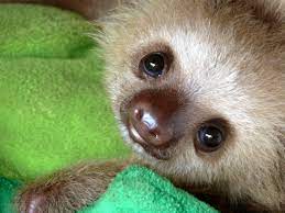 Babysloth Baby Sloth Cute Baby Sloths Cute Animals