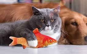 We did not find results for: 6 Best Cat Kicker Fish Toys Great Pet Care