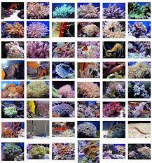 Apalagi dengan hamparan pasir putihnya yang amat indah ditambah dengan adanya. 14 Gambar Lukisan Dasar Laut Yang Senang Terkini Lingkar Png