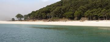 what are carbon sinks?