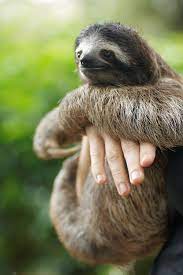 Hanging Out With Sloth Cute Sloth Pictures Cute Baby Sloths Cute Sloth
