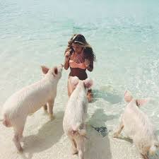 Hotelscombined השוואה מבין pulau babi besar דילים למלונות מכל אתרי ההזמנות המובילים ביותר במקום אחד. Rizal Hakimm Pulau Babi Bahamas Facebook