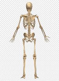 Learn interesting facts about human back bones. Skeletal System The Skeletal System Human Skeleton Human Back Human Body Skeleton Human Anatomy Png Pngegg