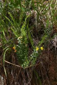 Image result for Pearsonia