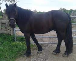 Le cheval est sans aucun doute l'animal qui a le plus marqué. Le Galop 1 Le Guide Complet Contre Galop
