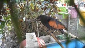 Burung ini memiliki mata yang berbeda jika dibandingkan dengan jenis burung yang lainnya, kamu pastinya. Burung But Butdi Atas Kolam Kura Kura By Choiruman Spd