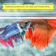 Differences Between Male And Female Betta Fish Betta Fish Dieren