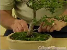 Learn how to keep your indoor bonsai tree alive with this movie. How To Grow Bonsai Trees How To Care For Your Bonsai Tree Bonsai Maintenance Youtube