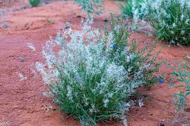 Image result for Stipagrostis uniplumis