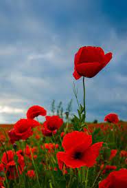 Field Poppies 5 Egzotik Cicekler Cicek Sanatsal Baski