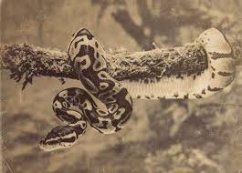 Totems in Igbo Cosmology: Deep Meaning, Powerful Symbolism, and Spiritual Significance || Nnewi City