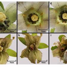 Image result for Kohautia ramosissima