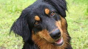 Unsere hunde suchen ein zuhause damit sie bereits vorab gut informiert darüber sind, welche themen bei der adoption eines hundes wichtig sind, haben wir für sie einen umfangreichen themenüberblick erstellt, den sie über den nachfolgenden button aufrufen können. Tierheim Leverkusen Diese Hunde Suchen Ein Zuhause