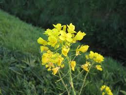Image result for Brassica rapa