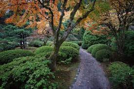 Fall Color Update November 3 Portland Japanese Garden Japanese Garden Portland Japanese Garden Garden Inspiration