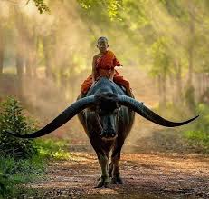 In Harmony With Nature Thailand Photo By Saravutwhanset Nature Want To Cok Sirin Hayvanlar Hayvan Fotografciligi Hayvanlar