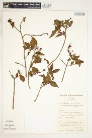 Image result for Pseudobersama