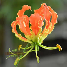 Image result for Gloriosa