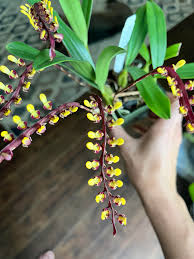 Image result for Bulbophyllum falcatum