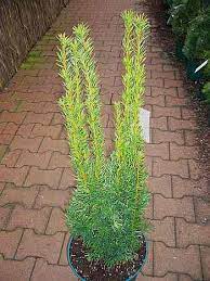 It is in leaf all year, in flower from march to april. Taxus Media Stricta Viridis Sauleneibe Stricta Viridis Www Online Pflanzenversand De