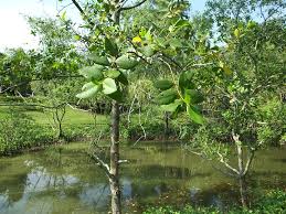 Image result for Sonneratia