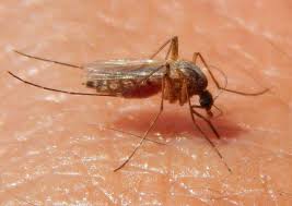 This is a reminder that west nile virus is active in the antelope valley, said district manager cei kratz. West Nile On The Rise In Dallas Tarrant Counties Agrilife Today