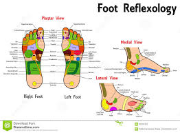 Reflexology Foot Chart Stock Vector Illustration Of