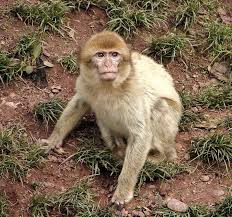 Maybe you would like to learn more about one of these? Hd Wallpaper Monkey Animal Mammals One Animal Primate Animal Wildlife Wallpaper Flare