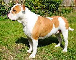 As the dog is maturing, his needs are changing. Old Tyme Bulldog Vs American Bulldog Uk Pets
