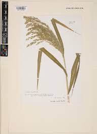 Image result for Panicum schinzii