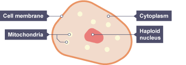 They are well suited to this function because: Specialised Cells Mapas Mentais