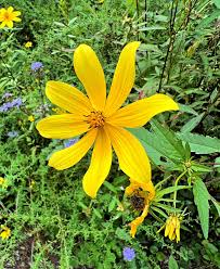 Image result for Bidens urceolata