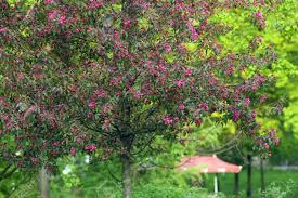 The blooms have a clean spicy fragrance. Flowering Tree With Bright Pink Flowers Spring Mood Stock Photo Picture And Royalty Free Image Image 55114792
