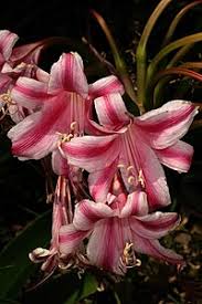 Image result for Crinum stuhlmannii