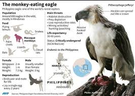 Bird That Sounds Like A Monkey The Monkey Eating Eagle Philippine Eagle Bird Hunting Endangered