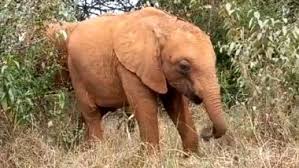 Though we take utmost care to only give you the high quality hd videos, sometimes we do make the exception when quality of sexual content is best and we thought it is good to show in even in 3gp. Baby Elephant Adorable Video à¤…à¤ªà¤¨ à¤› à¤Ÿ à¤¸ à¤¡ à¤• à¤®à¤¦à¤¦ à¤¸ à¤˜ à¤¸ à¤– à¤¤ à¤¨à¤¨ à¤¹ à¤…à¤¨ à¤¥ à¤¹ à¤¥ à¤• à¤ª à¤¯ à¤° à¤µ à¤¡ à¤¯ à¤¹ à¤† à¤µ à¤¯à¤°à¤² à¤œ à¤¸ à¤¦ à¤– à¤†à¤ªà¤• à¤­ à¤† à¤œ à¤à¤— à¤‰à¤¸ à¤ªà¤° à¤ª à¤¯ à¤° Latestly