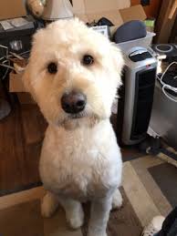 Check spelling or type a new query. All About Pets Grooming 15 Photos 28 Reviews Pet Groomers 240 Newton Rd Raleigh Nc Phone Number Yelp