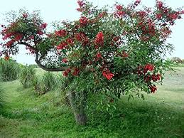 Image result for Erythrina crista-galli