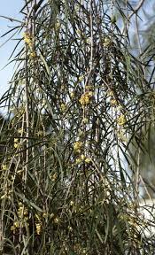 Image result for Pittosporum mildbraedii
