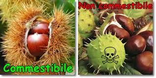 Castagne dal sapore amaro castagne velenose come riconoscere le castagne velenose ippocastano le castagne che non si possono mangiare le castagne che si possono mangiare le castagne non commestibili Proprieta E Benefici Castagne Vitamineproteine Com