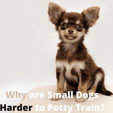 This will allow you to look for early signs that it needs to go and help to prevent accidents. Why Are Small Dogs Harder To Potty Train Pethelpful