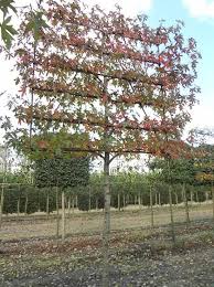 Liquidambar Styraciflua Worplesdon Amberbaum Hochstamm Spalier H 200 B 210 T 20 Stamm 225 Cm Spaliere S Baumschule Pflanzen Gartengestaltung