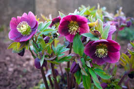 Maybe you would like to learn more about one of these? The Best Hellebore Varieties For Your Winter Spring Garden Here By Design