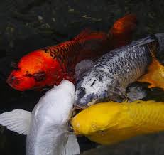 Why Is My Koi Pond Foamy And How To Fix It Pond Informer