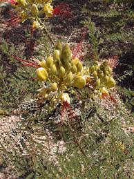 Image result for Erythrostemon gilliesii