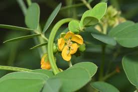 Image result for Senna tora