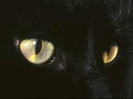 Cat Eyes Cats Eyes Black Cats Cat Eye Coraline Aesthetic Animals Coraline