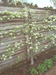 More mature full grown pleached trees available on request. Conference Pear Trees For Sale Online View Now